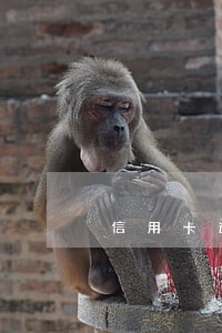 信用卡逾期 现已结清 信用卡逾期 现已结清